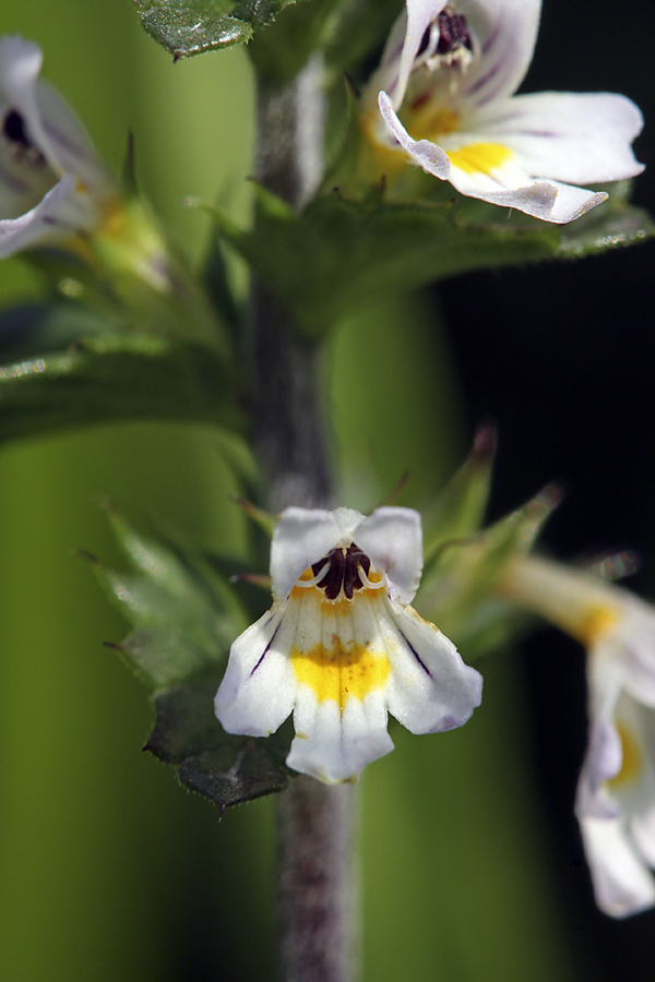 Изображение особи Euphrasia brevipila.