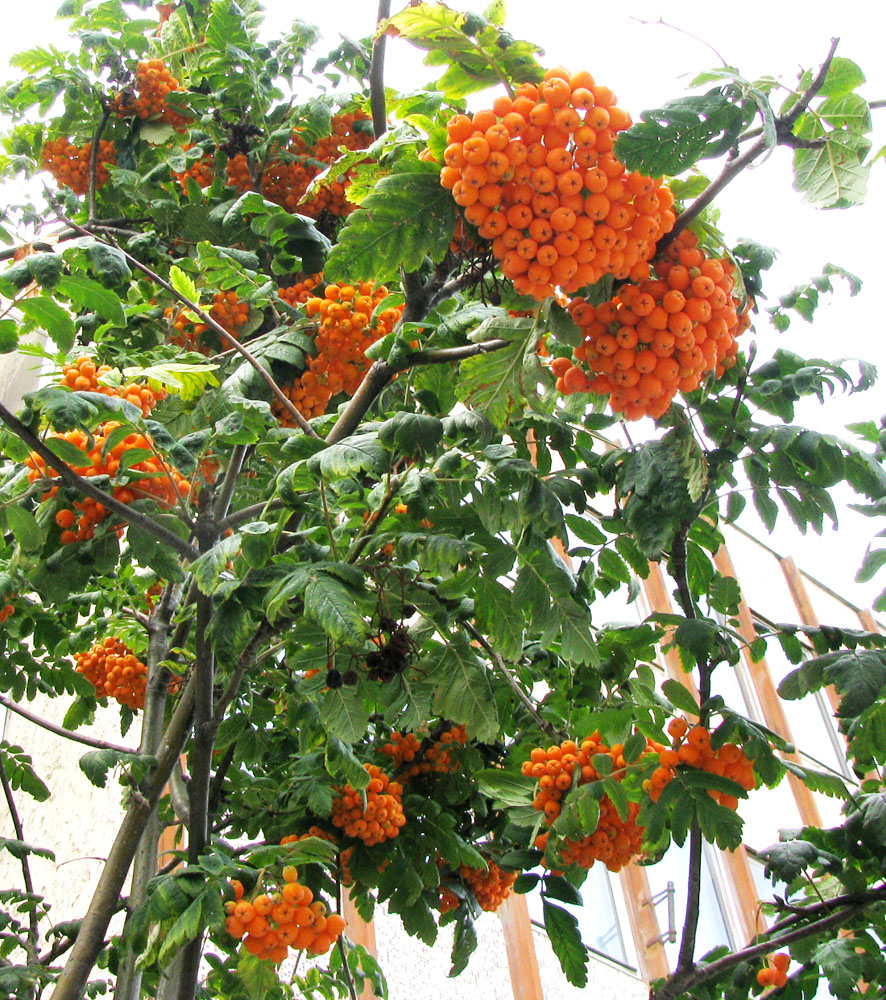 Изображение особи род Sorbus.