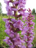 Gymnadenia conopsea. Часть соцветия. Коми, Княжпогостский р-н, окр. пос. Ропча, долина руч. Дюкачева. 23.06.2012.