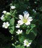 Cerastium davuricum