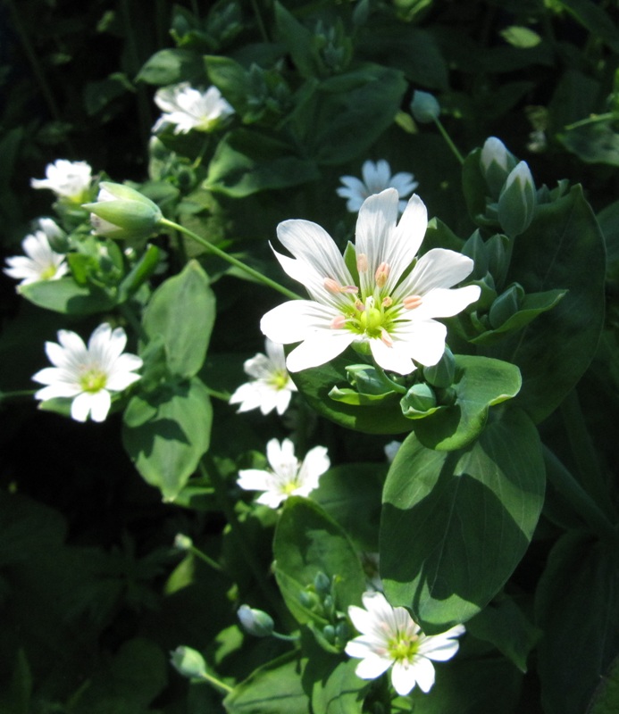 Image of Cerastium davuricum specimen.