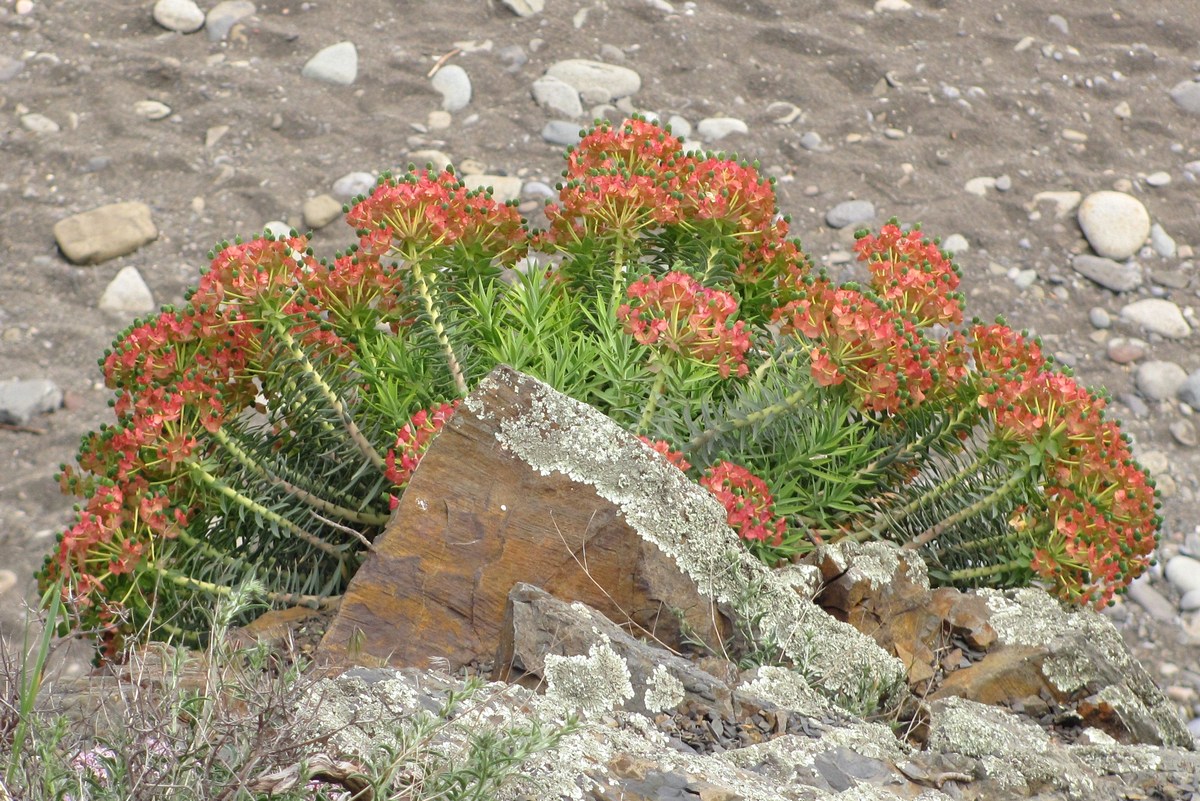 Изображение особи Euphorbia rigida.