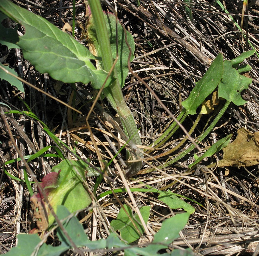 Image of Rumex tuberosus specimen.