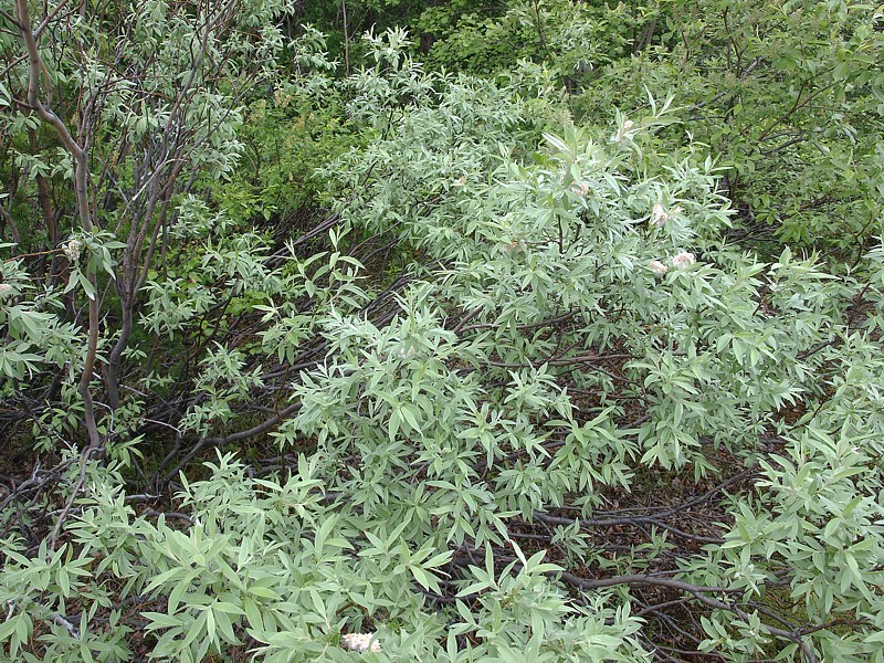 Image of Salix lapponum specimen.