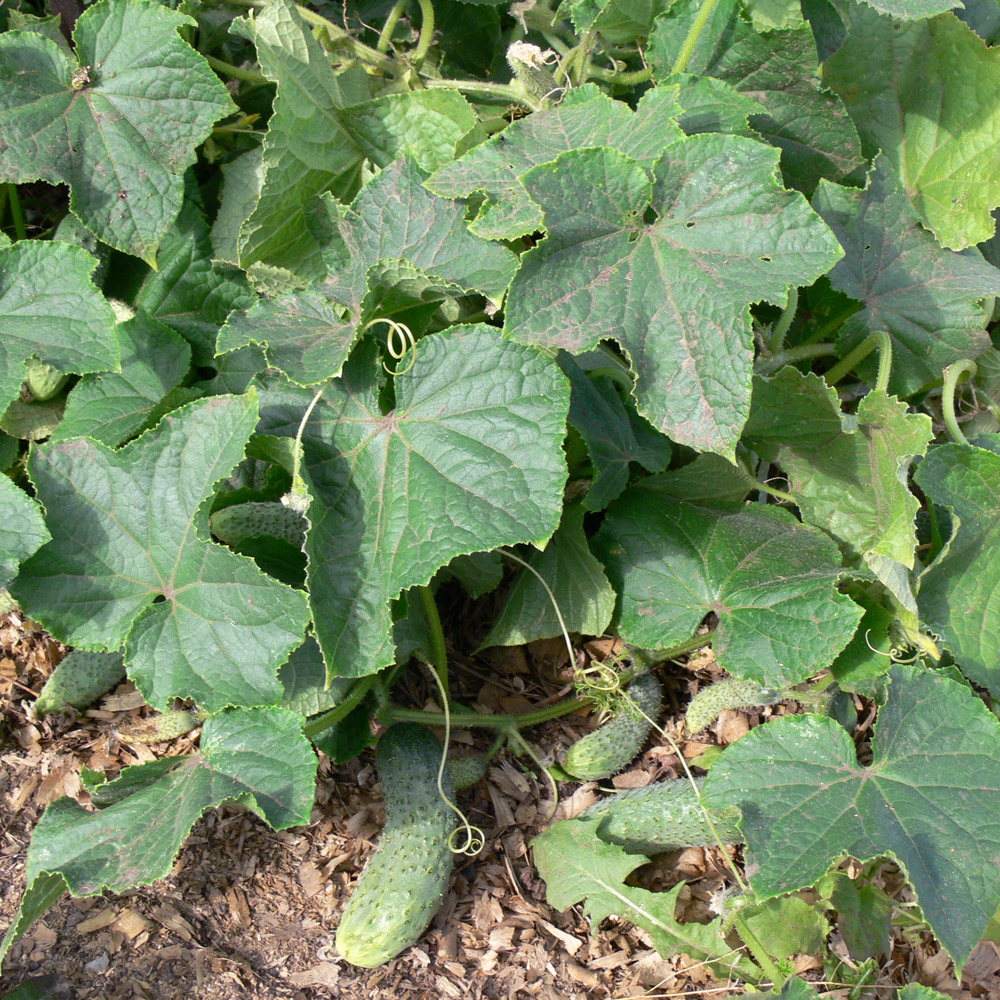 Image of Cucumis sativus specimen.