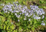 Phlox divaricata