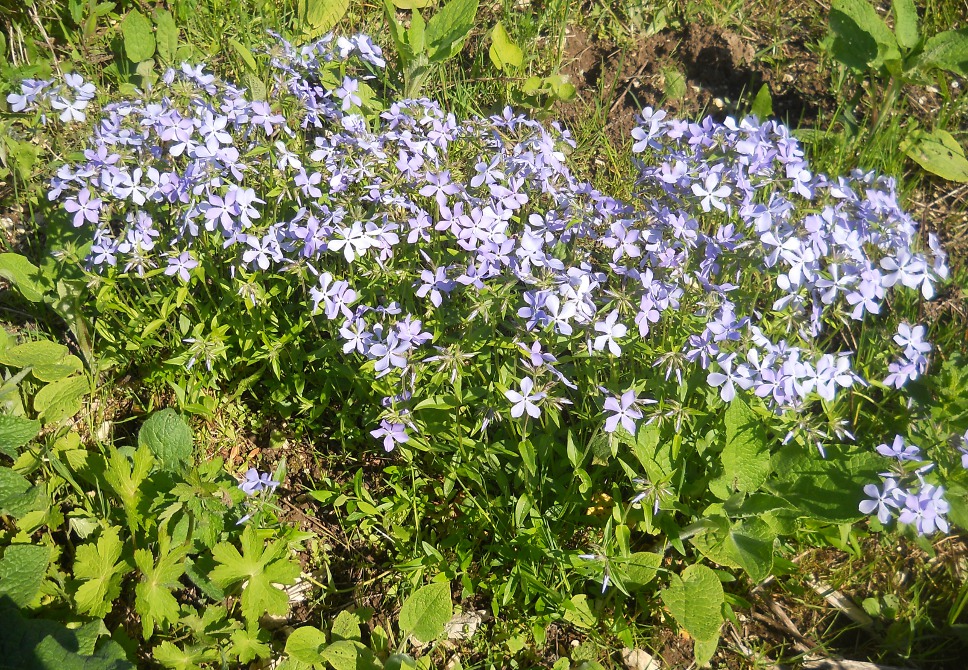 Image of Phlox divaricata specimen.