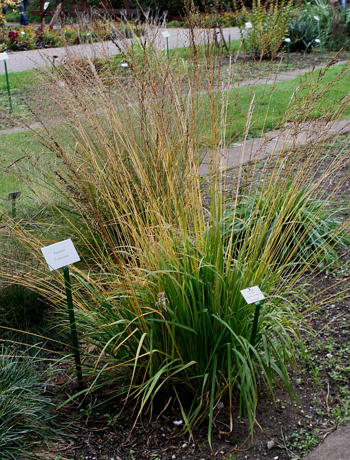 Изображение особи Molinia caerulea.