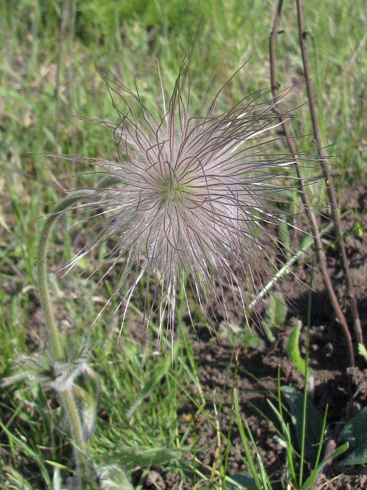 Image of Pulsatilla ucrainica specimen.