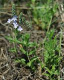 Veronica prostrata. Цветущее растение на степном южном склоне. Самара, Сокольи горы. 10.05.2009.