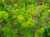 Euphorbia virgata