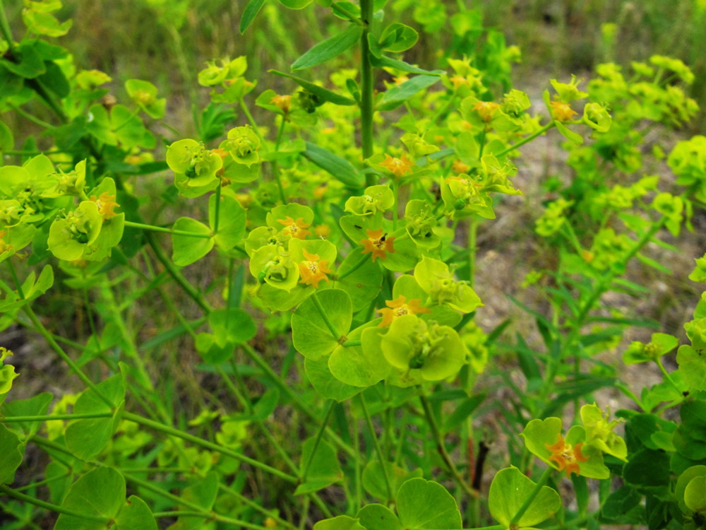 Изображение особи Euphorbia virgata.