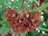 genus Dombeya. Соплодие. Испания, автономное сообщество Андалусия, провинция Севилья, комарка Большая Севилья, г. Севилья, парк. 14.07.2012.