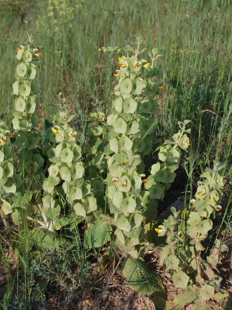 Image of Eremostachys isochila specimen.