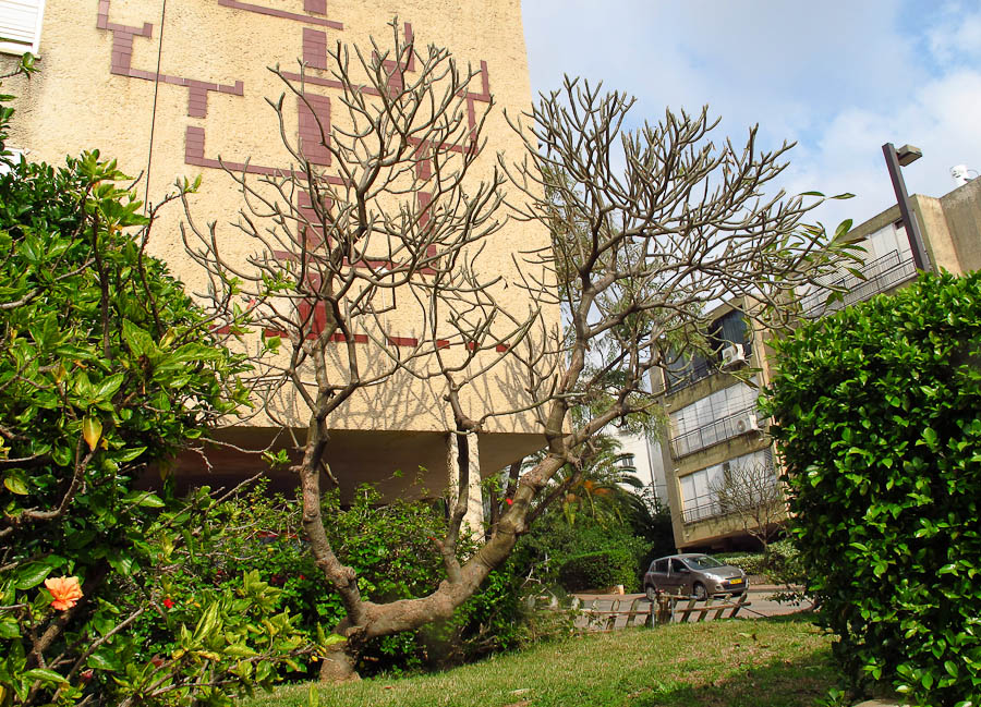 Image of Plumeria rubra var. acutifolia specimen.