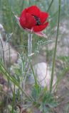 Ranunculus asiaticus. Верхушка цветущего растения. Израиль, г. Беэр-Шева, рудеральное местообитание. 06.03.2013.