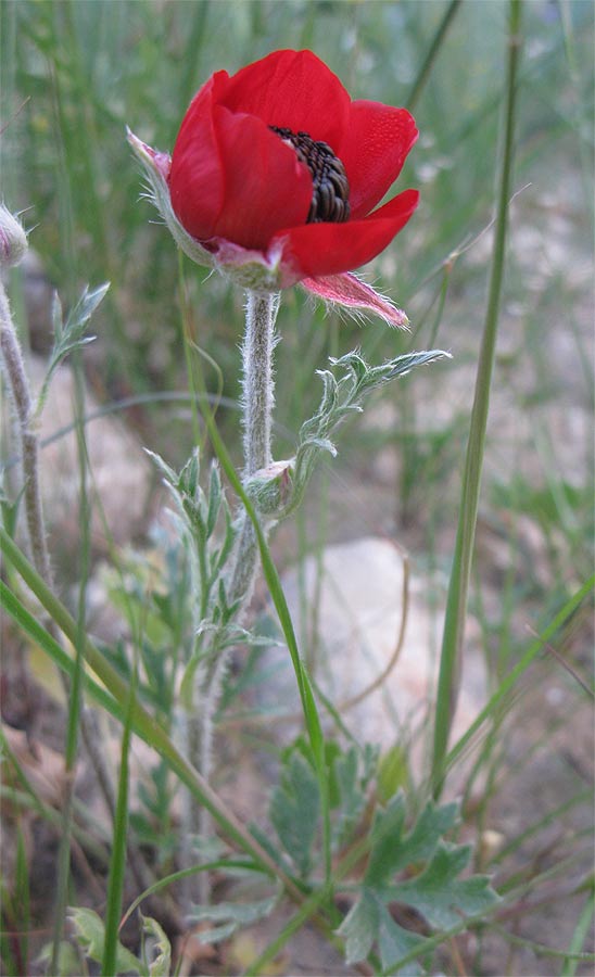 Изображение особи Ranunculus asiaticus.