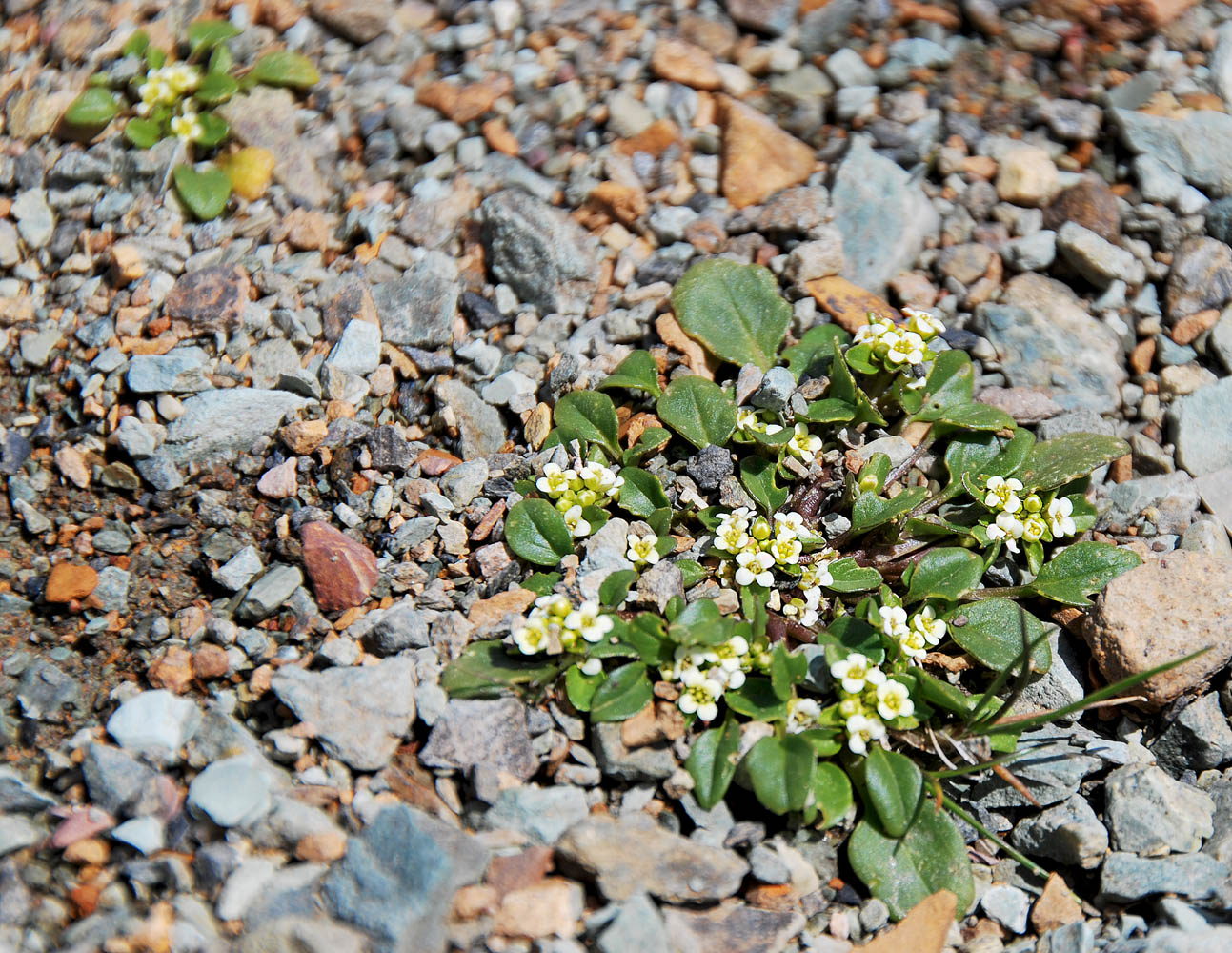 Image of Taphrospermum altaicum specimen.