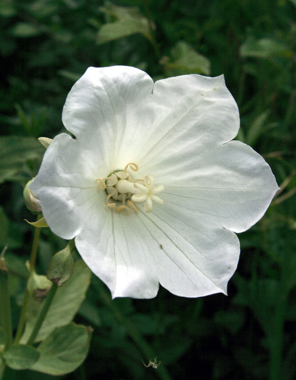 Image of Ostrowskia magnifica specimen.
