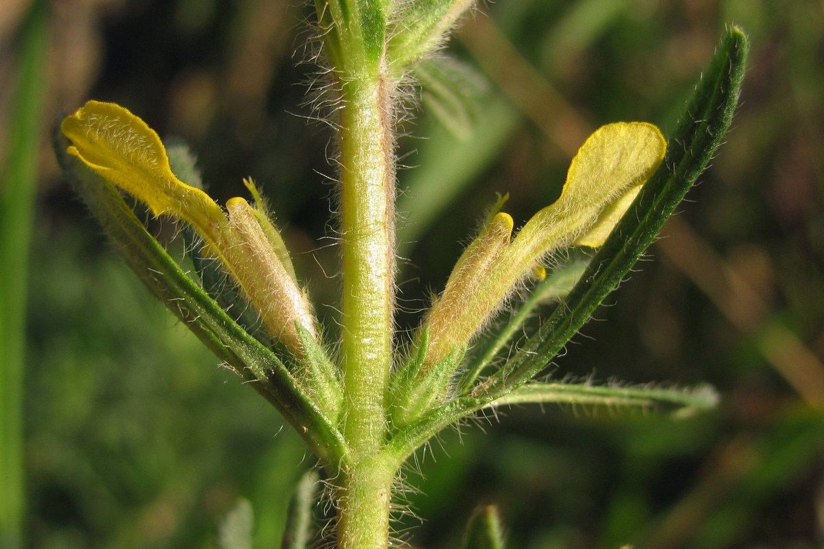 Image of Ajuga chia specimen.