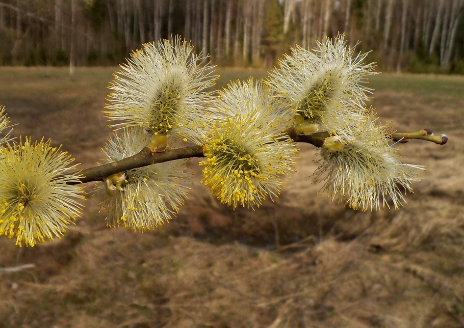 Изображение особи Salix caprea.