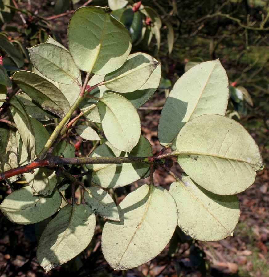 Изображение особи род Rhododendron.