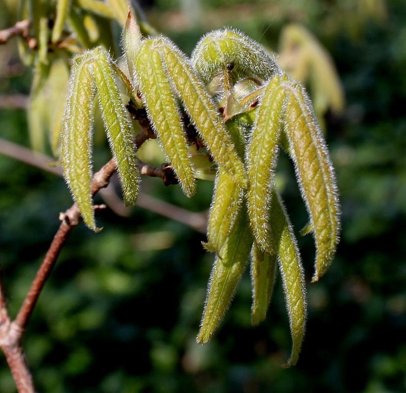 Изображение особи Acer triflorum.