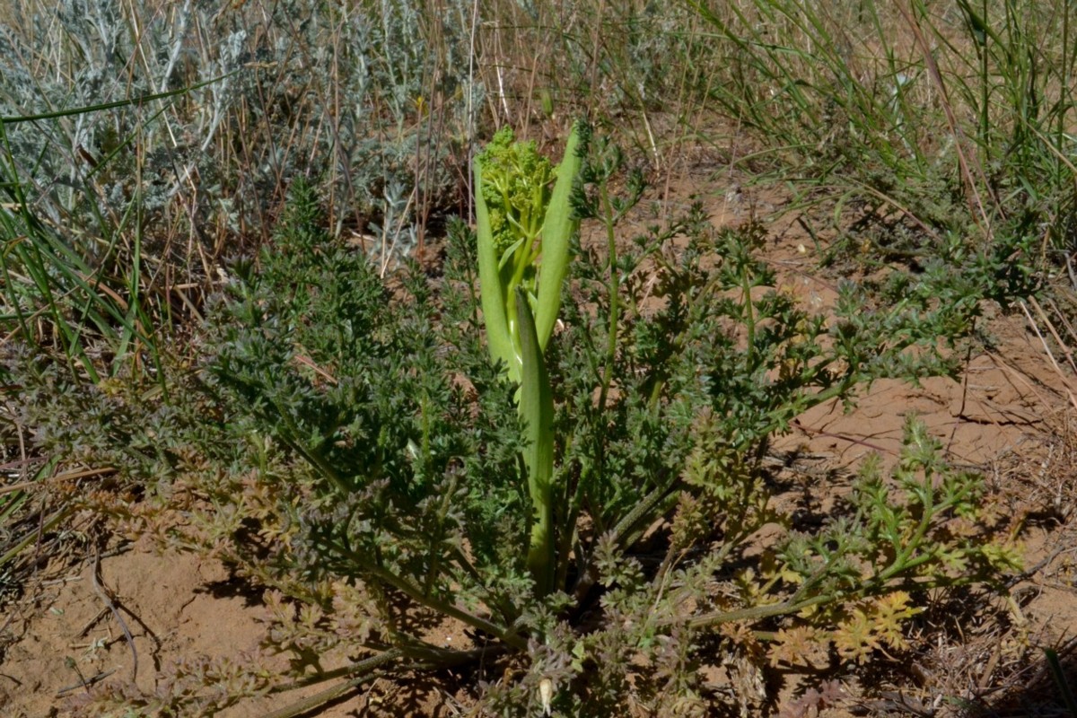 Image of Ferula caspica specimen.
