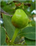 Pyrus ussuriensis. Завязавшийся плод. Чувашия, г. Шумерля, ул. Октябрьская. 4 июня 2009 г.