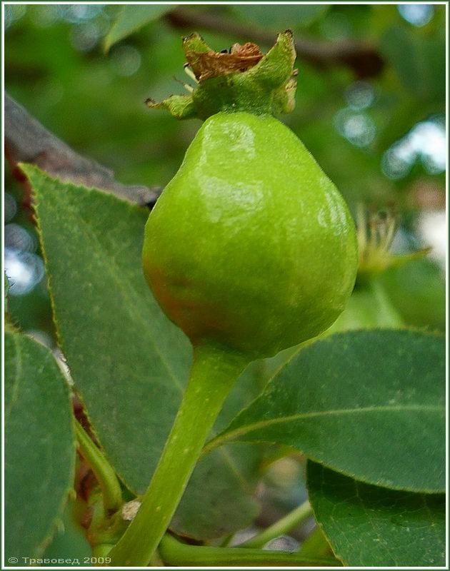 Image of Pyrus ussuriensis specimen.