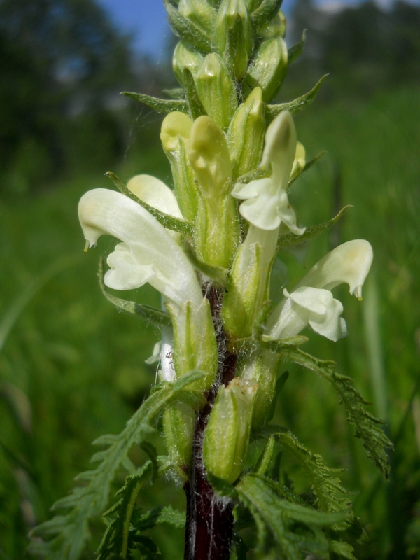 Image of Pedicularis sibirica specimen.