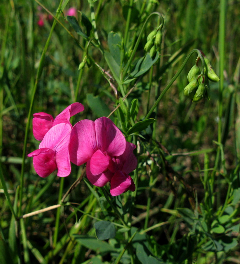 Изображение особи Lathyrus tuberosus.