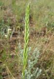 genus Agropyron