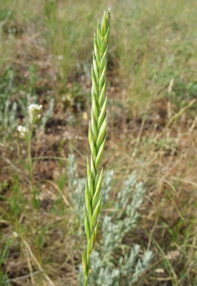 Image of genus Agropyron specimen.