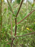 Crepis rhoeadifolia