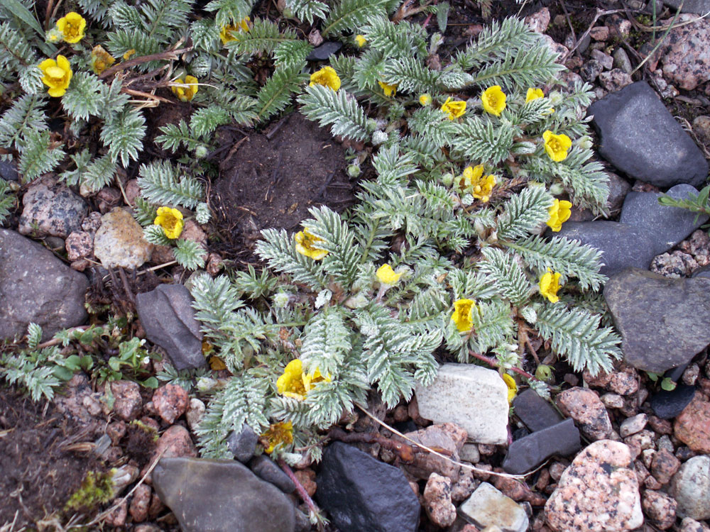 Image of Potentilla anserina specimen.