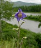 Delphinium polozhiae