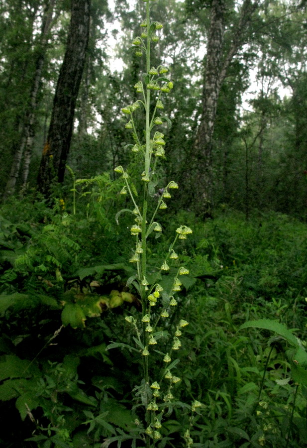 Image of Artemisia tanacetifolia specimen.