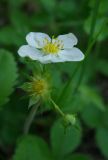 Fragaria viridis