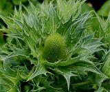 Eryngium giganteum