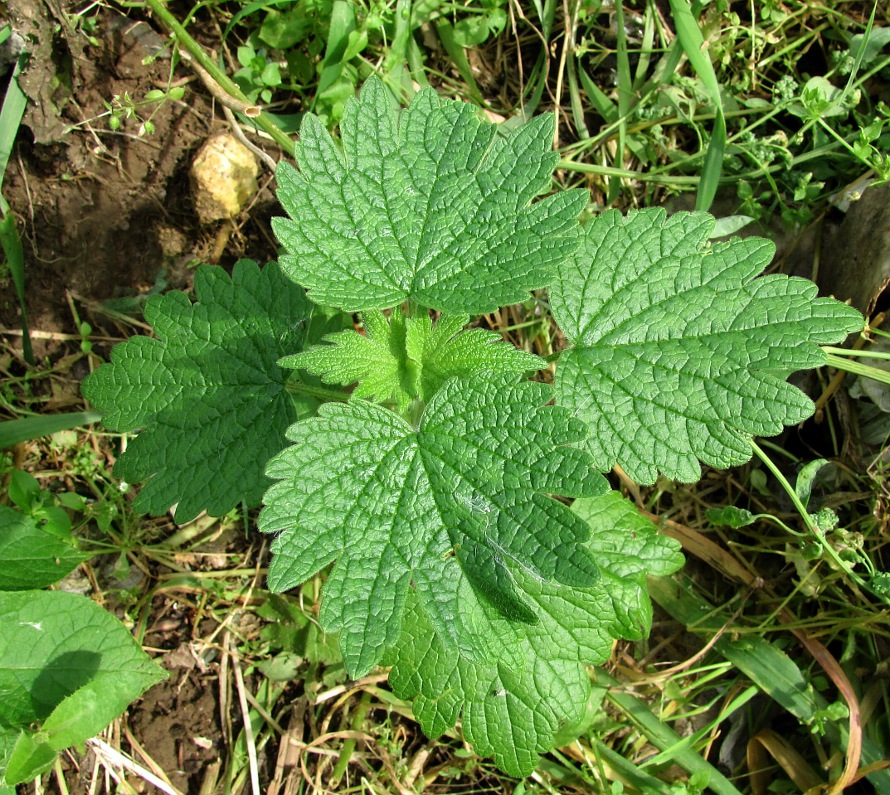 Изображение особи Leonurus quinquelobatus.