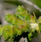 Melaleuca cardiophylla