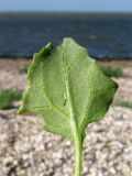 Oxybasis chenopodioides