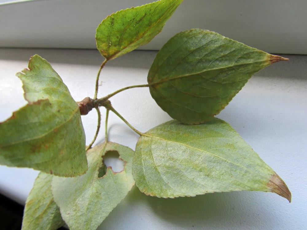 Изображение особи Populus &times; sibirica.