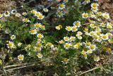 Anthemis dumetorum