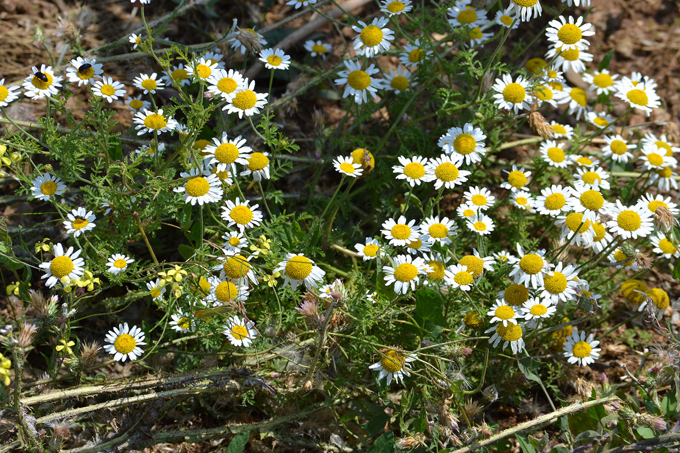 Image of Anthemis dumetorum specimen.