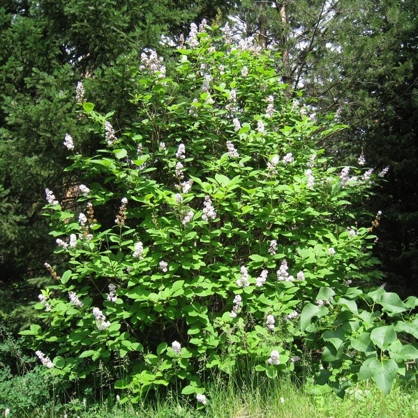 Image of Syringa josikaea specimen.