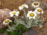 Richteria leontopodium