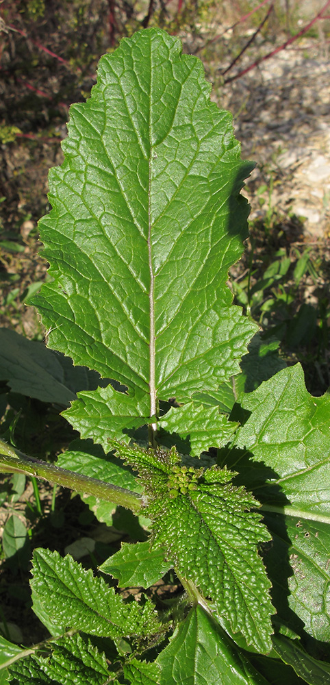 Image of Sinapis arvensis specimen.