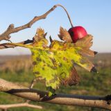 Crataegus rhipidophylla. Лист в осенней окраске с поражениям фитопатогенным микромицетом (вид с верхней стороны). Краснодарский край, окр. г. Крымск, склон горы. 25.10.2013.